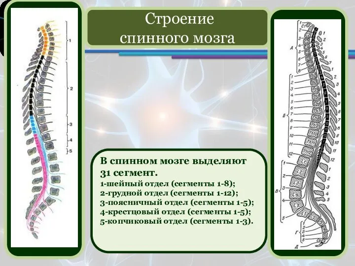 В спинном мозге выделяют 31 сегмент. 1-шейный отдел (сегменты 1-8); 2-грудной отдел