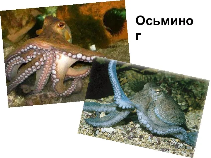 Осьминог