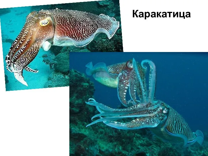 Каракатица