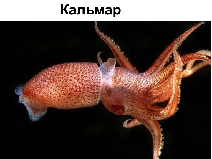 Кальмар