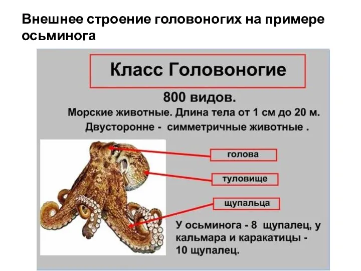 Внешнее строение головоногих на примере осьминога