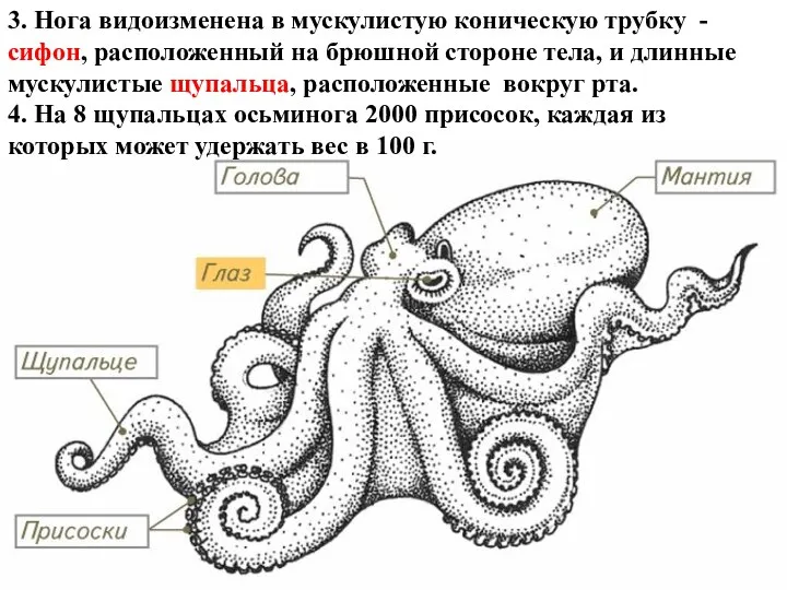 3. Нога видоизменена в мускулистую коническую трубку - сифон, расположенный на брюшной