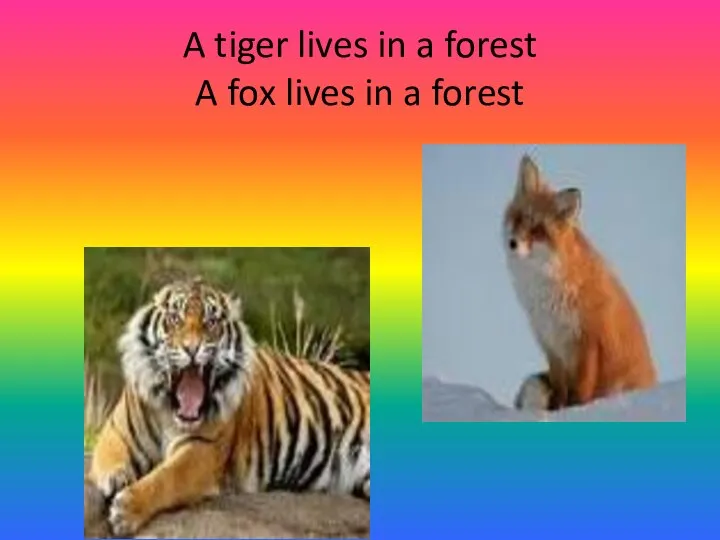 A tiger lives in a forest A fox lives in a forest