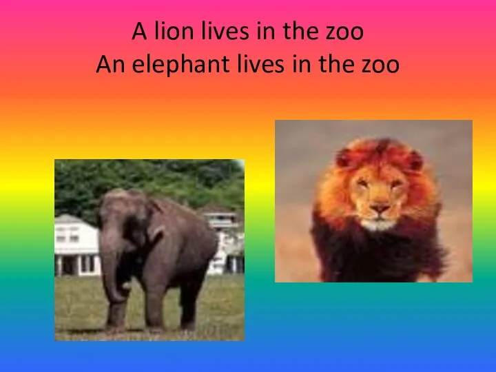A lion lives in the zoo An elephant lives in the zoo