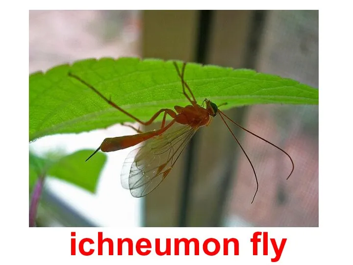 ichneumon fly