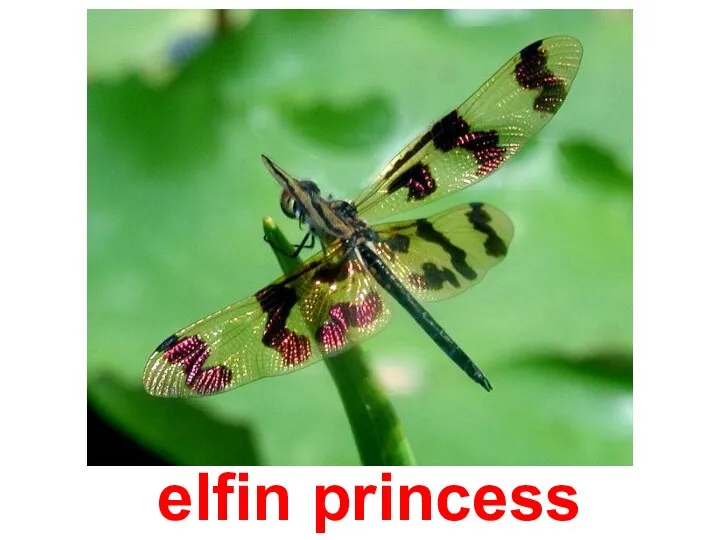 elfin princess