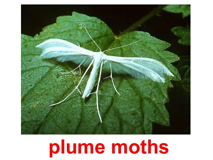 plume moths