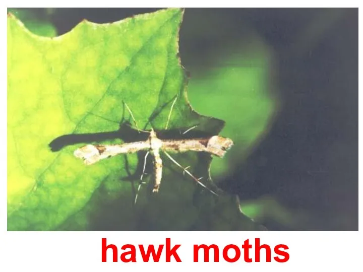 hawk moths