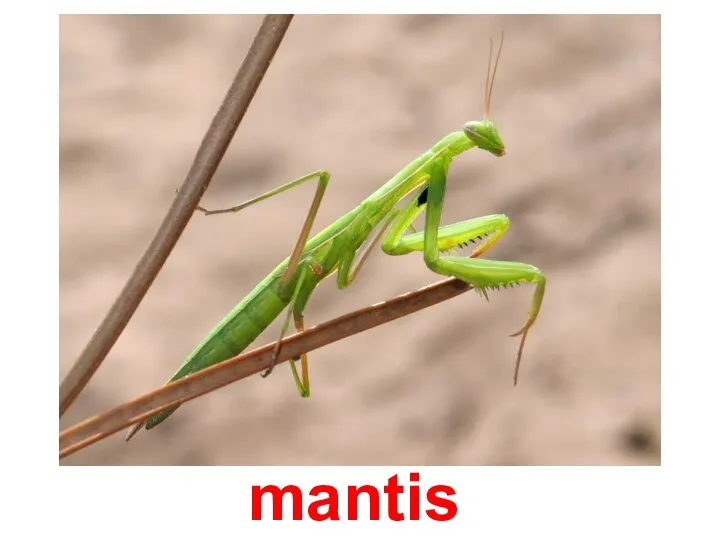 mantis