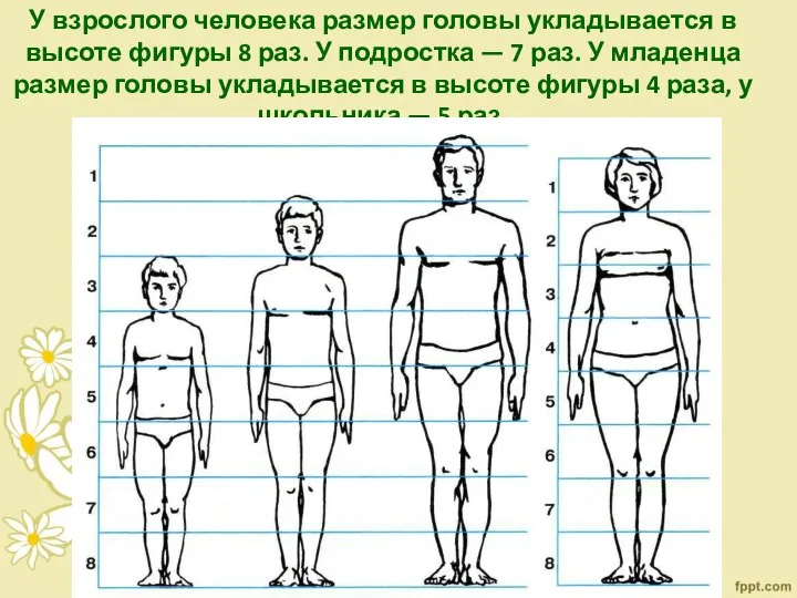 У взрослого человека размер головы укладывается в высоте фигуры 8 раз. У