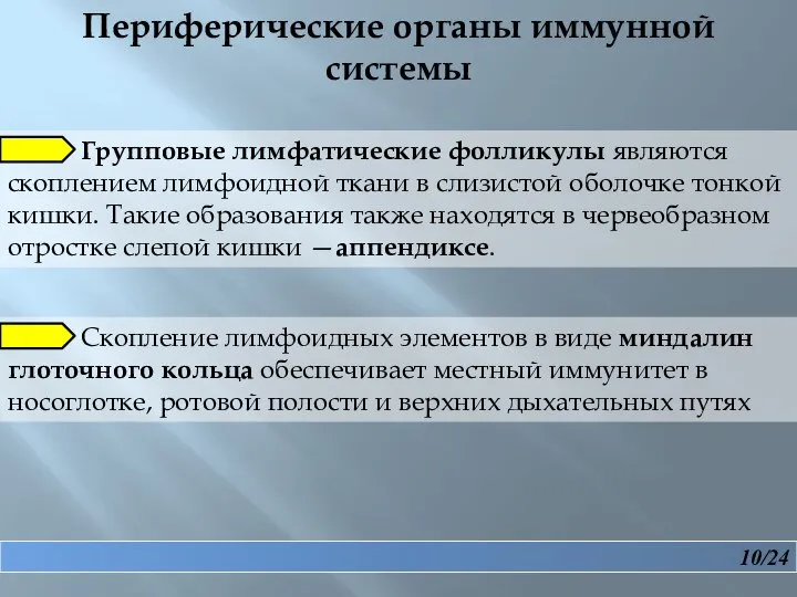 10/24 Периферические органы иммунной системы Групповые лимфатические фолликулы являются скоплением лимфоидной ткани