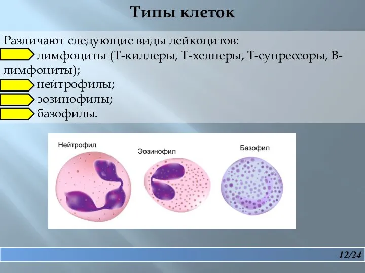 12/24 Различают следующие виды лейкоцитов: лимфоциты (Т-киллеры, Т-хелперы, Т-супрессоры, В-лимфоциты); нейтрофилы; эозинофилы; базофилы. Типы клеток