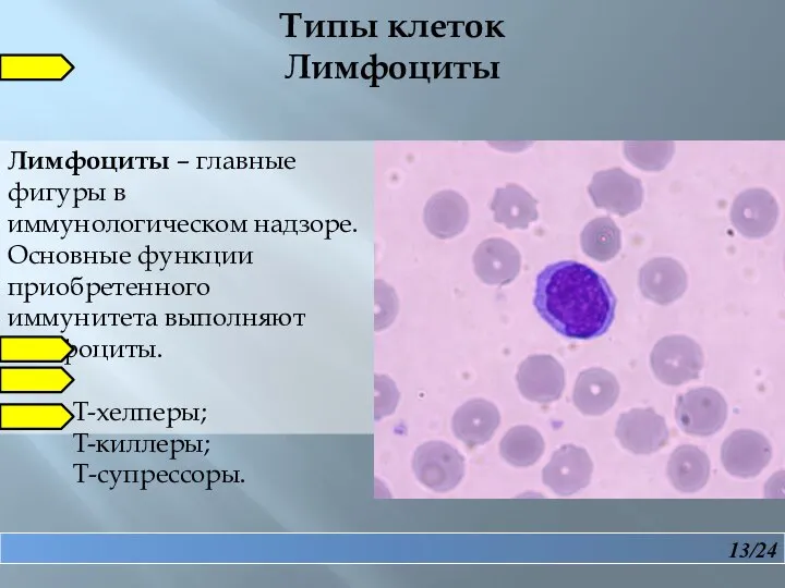 13/24 Типы клеток Лимфоциты Лимфоциты – главные фигуры в иммунологическом надзоре. Основные