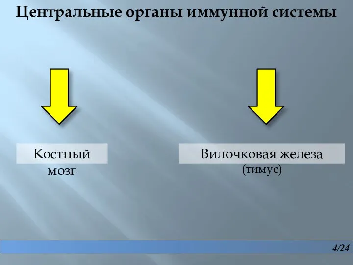 4/24 Центральные органы иммунной системы Костный мозг Вилочковая железа (тимус)