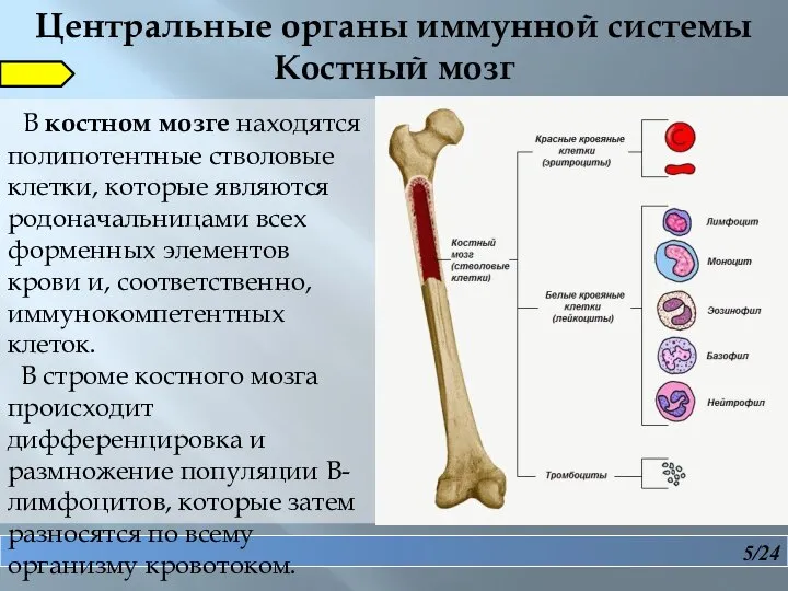 5/24 В костном мозге находятся полипотентные стволовые клетки, которые являются родоначальницами всех