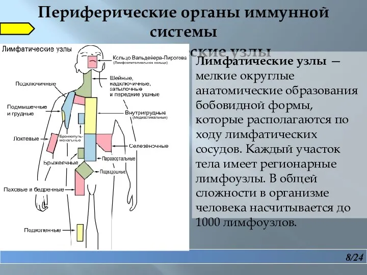 8/24 Периферические органы иммунной системы Лимфатические узлы Лимфатические узлы — мелкие округлые