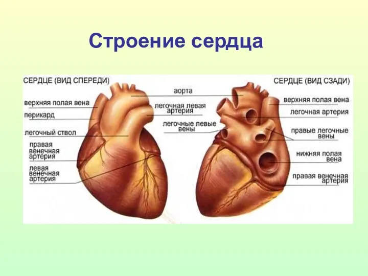 Строение сердца