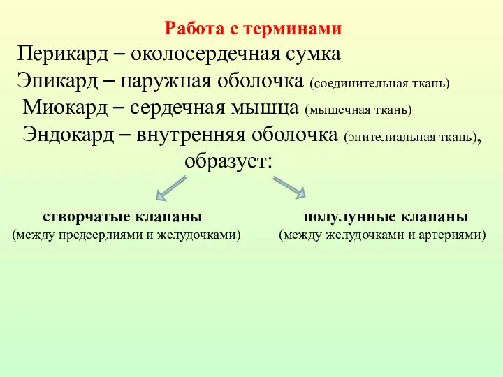 Работа с терминами Перикард – околосердечная сумка Эпикард – наружная оболочка (соединительная