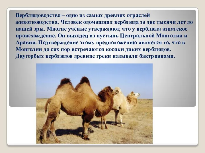 Верблюдоводство – одно из самых древних отраслей животноводства. Человек одомашнил верблюда за