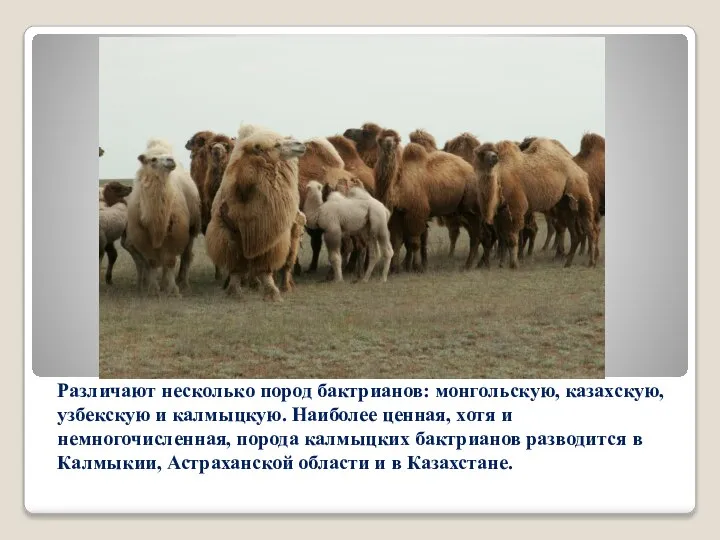 Различают несколько пород бактрианов: монгольскую, казахскую, узбекскую и калмыцкую. Наиболее ценная, хотя