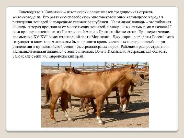 Коневодство в Калмыкии – исторически сложившаяся традиционная отрасль животноводства. Его развитию способствует