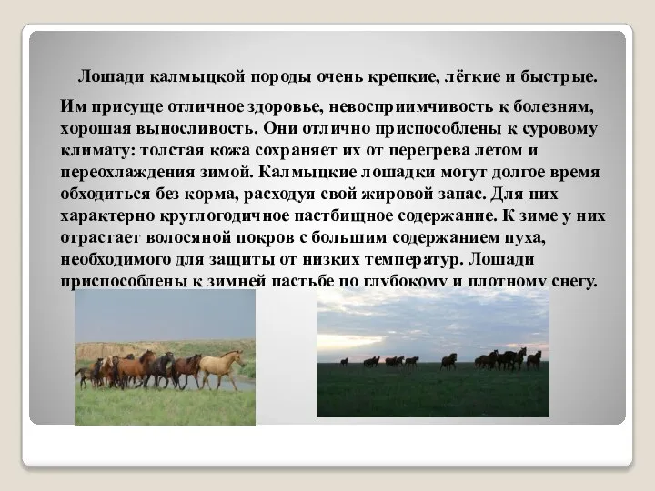 Лошади калмыцкой породы очень крепкие, лёгкие и быстрые. Им присуще отличное здоровье,