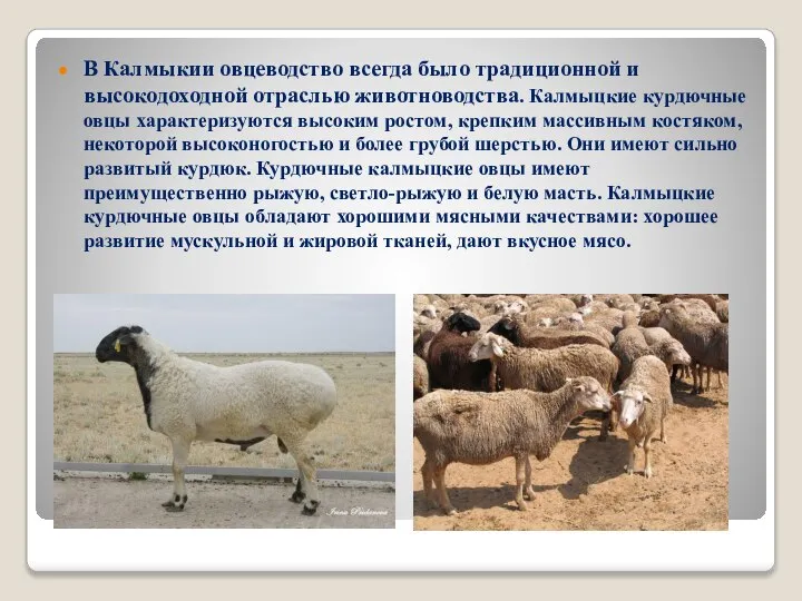 В Калмыкии овцеводство всегда было традиционной и высокодоходной отраслью животноводства. Калмыцкие курдючные