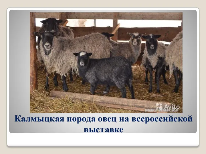Калмыцкая порода овец на всероссийской выставке