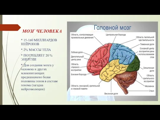 МОЗГ ЧЕЛОВЕКА * 15-160 МИЛЛИАРДОВ НЕЙРОНОВ * 2% МАССЫ ТЕЛА * ПОТРЕБЛЯЕТ