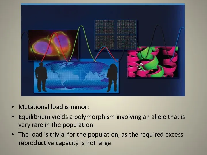 Mutational load is minor: Equilibrium yields a polymorphism involving an allele that