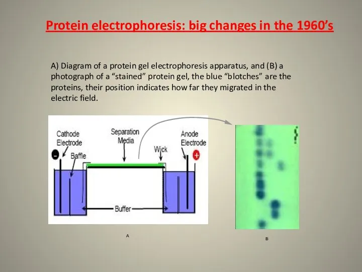 Protein electrophoresis: big changes in the 1960’s A) Diagram of a protein