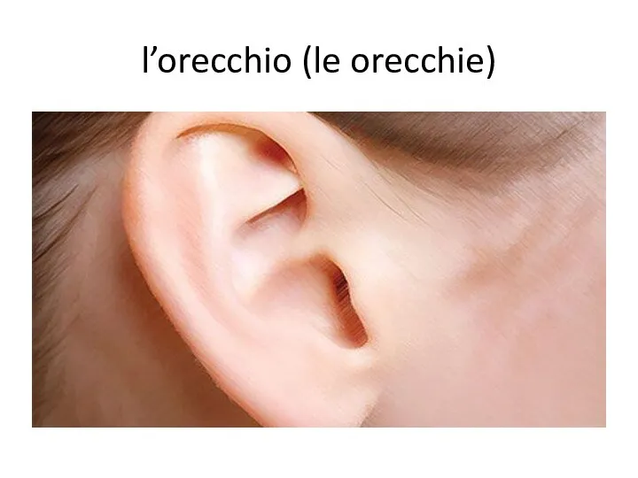 l’orecchio (le orecchie)