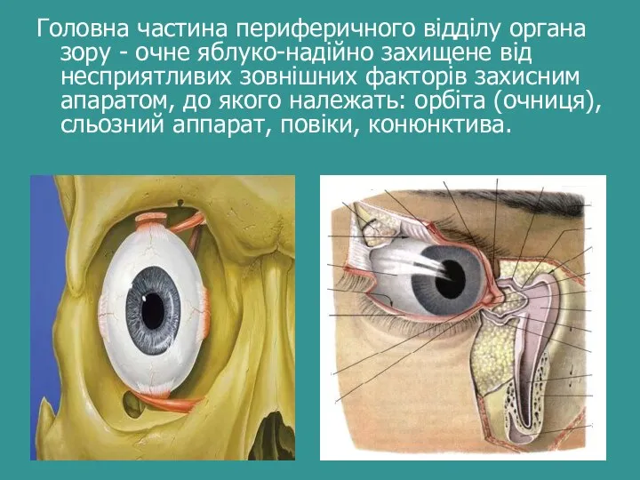 Головна частина периферичного відділу органа зору - очне яблуко-надійно захищене від несприятливих