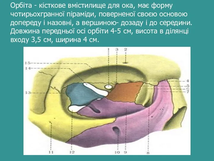 Орбіта - кісткове вмістилище для ока, має форму чотирьохгранної піраміди, поверненої своєю