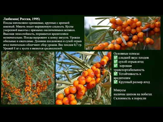 Любимая( Россия, 1995) Плоды интенсивно-оранжевые, крупные с крепкой кожицей. Мякоть имеет выраженную