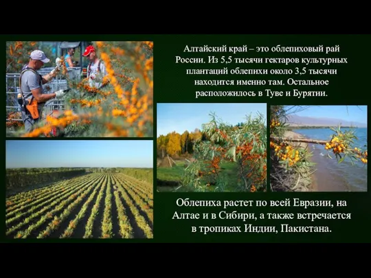 Облепиха растет по всей Евразии, на Алтае и в Сибири, а также