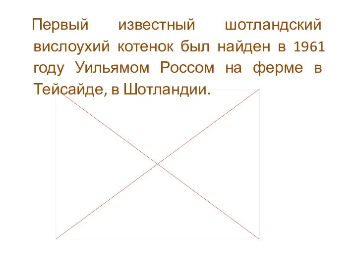 Первый известный шотландский вислоухий котенок был найден в 1961 году Уильямом Россом