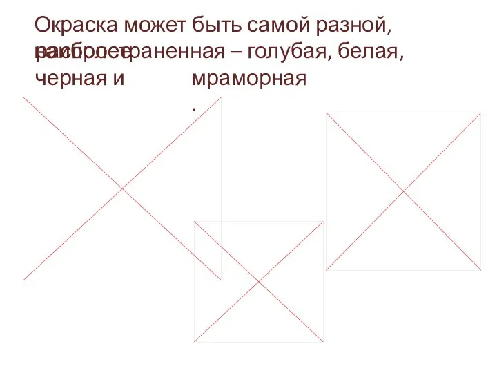 Окраска может быть самой разной, наиболее распространенная – голубая, белая, черная и мраморная.