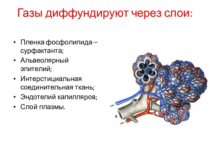 Газы диффундируют через слои: Пленка фосфолипида – сурфактанта; Альвеолярный эпителий; Интерстициальная соединительная