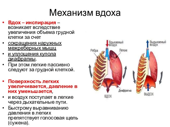 Механизм вдоха Вдох – инспирация – возникает вследствие увеличения объема грудной клетки