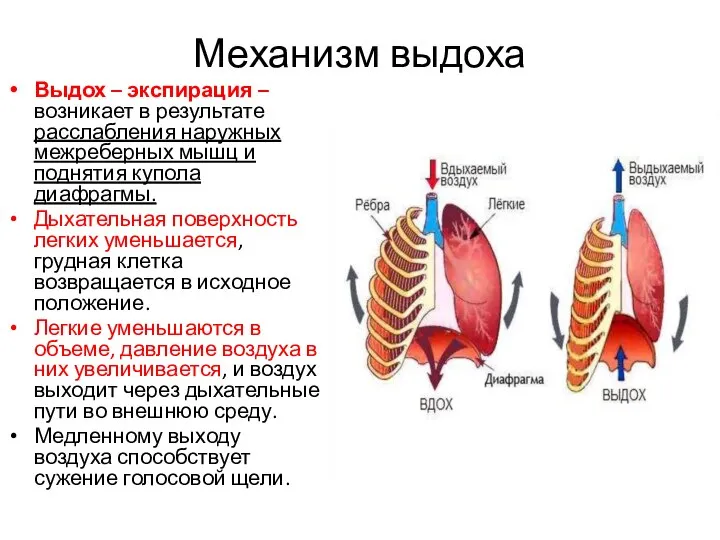 Механизм выдоха Выдох – экспирация – возникает в результате расслабления наружных межреберных