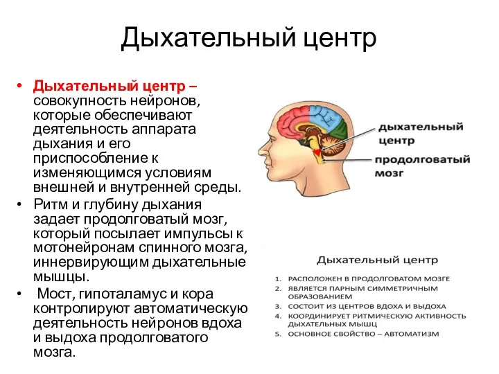 Дыхательный центр Дыхательный центр – совокупность нейронов, которые обеспечивают деятельность аппарата дыхания