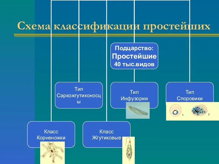 Схема классификации простейших