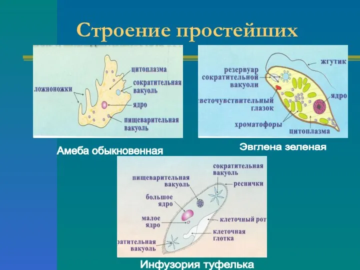 Строение простейших Амеба обыкновенная Эвглена зеленая Инфузория туфелька