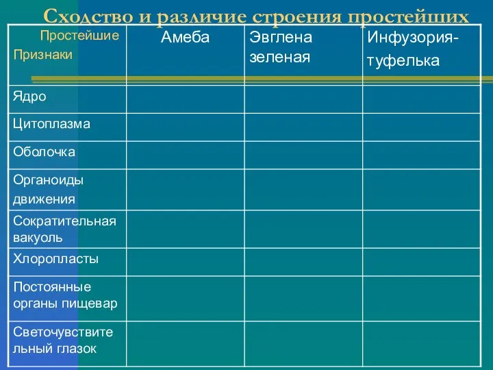 Сходство и различие строения простейших