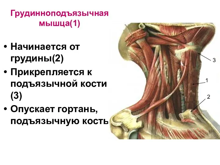 Грудинноподъязычная мышца(1) Начинается от грудины(2) Прикрепляется к подъязычной кости(3) Опускает гортань, подъязычную кость 3 1 2