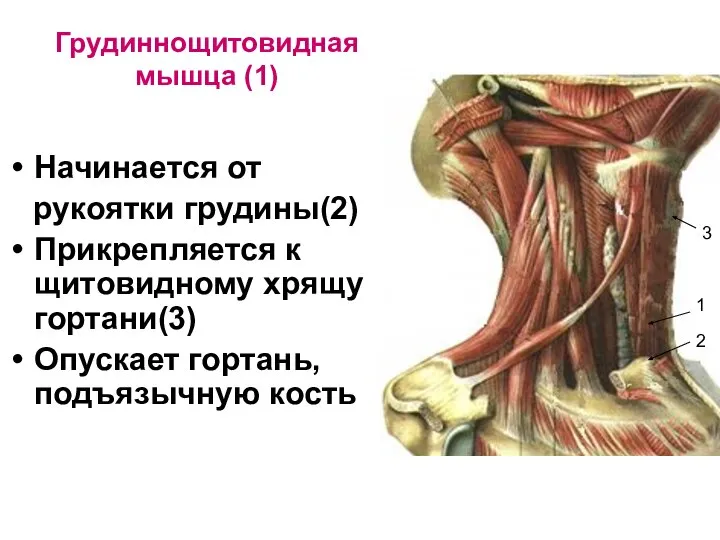 Грудиннощитовидная мышца (1) Начинается от рукоятки грудины(2) Прикрепляется к щитовидному хрящу гортани(3)