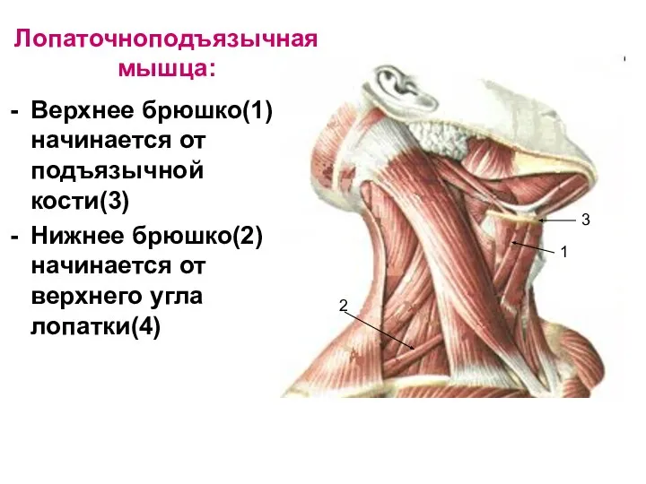 Лопаточноподъязычная мышца: Верхнее брюшко(1) начинается от подъязычной кости(3) Нижнее брюшко(2) начинается от