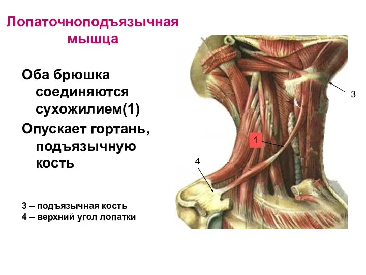 Лопаточноподъязычная мышца Оба брюшка соединяются сухожилием(1) Опускает гортань, подъязычную кость 1 3