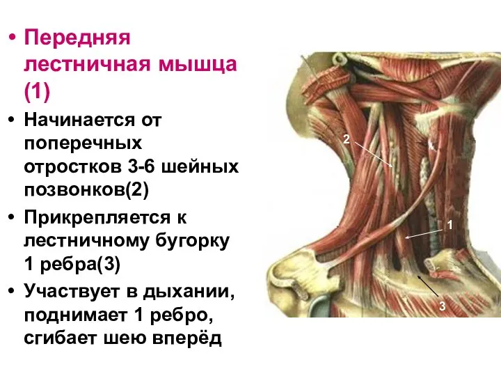 Передняя лестничная мышца(1) Начинается от поперечных отростков 3-6 шейных позвонков(2) Прикрепляется к
